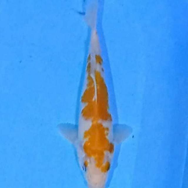 Koyo