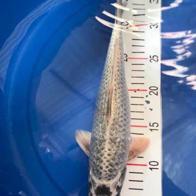 Mukasi ginrin 31 cm