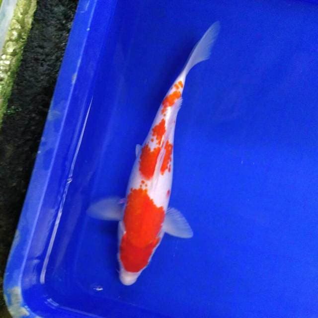 Kanoko kohaku 31cm ory