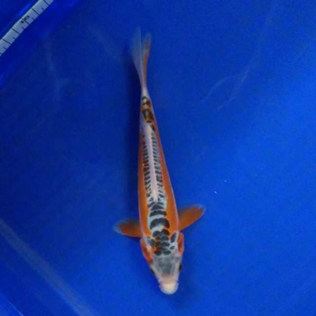 Hana susui 23cm