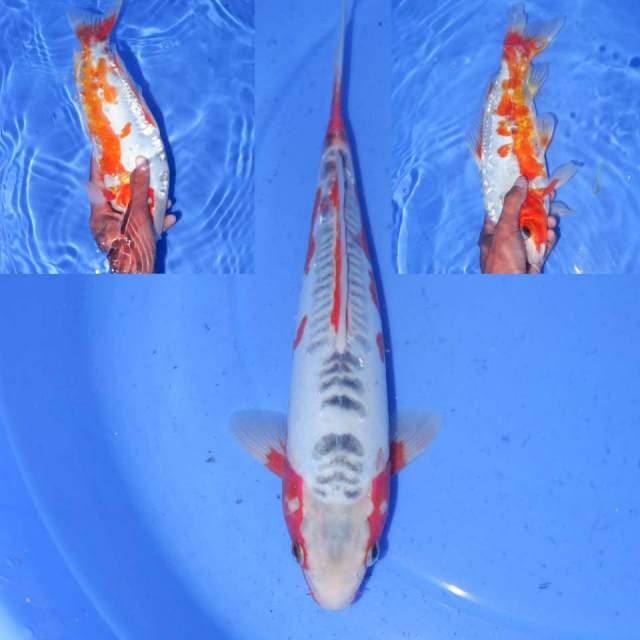 HANA SHUSUI 32cm