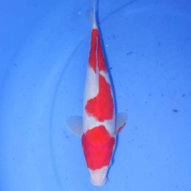 MIKOZU KOHAKU