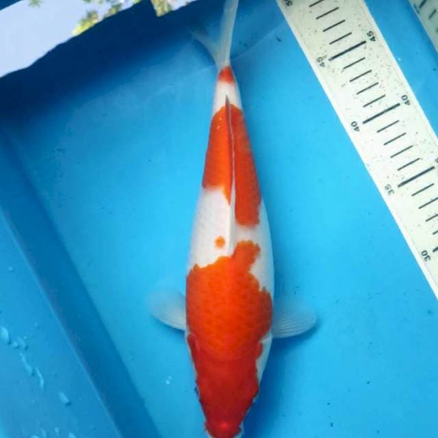 Kohaku, 28cm