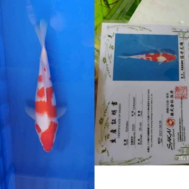 Kohaku Sakai Ltd 27cm Badak