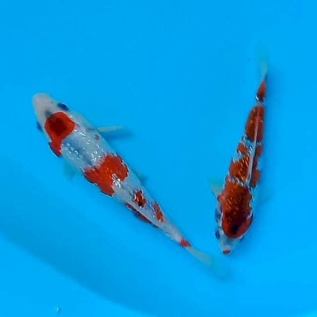 Goshiki ginrin 15&19cm