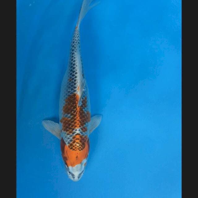 KUJAKU 33cm