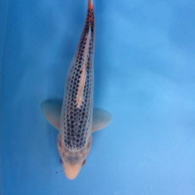 ASAGI 34cm