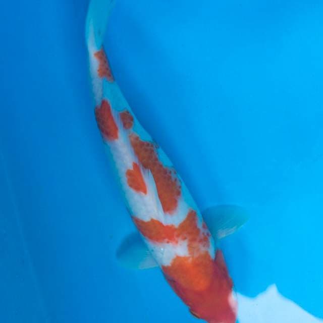 KOHAKU 33cm