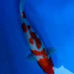 KOHAKU 33cm