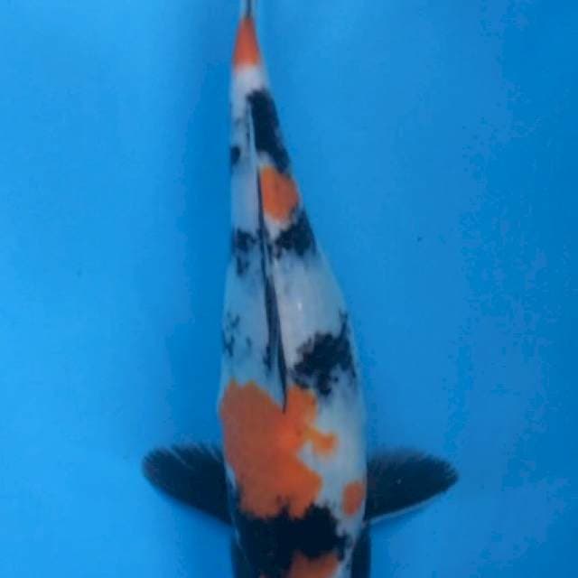 SHOWA 30cm
