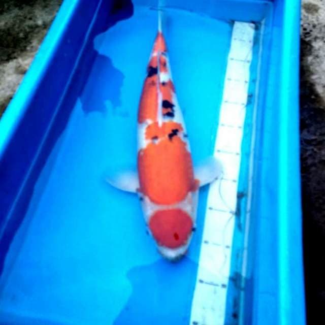  Tora tora si monster kolam 50cm BU