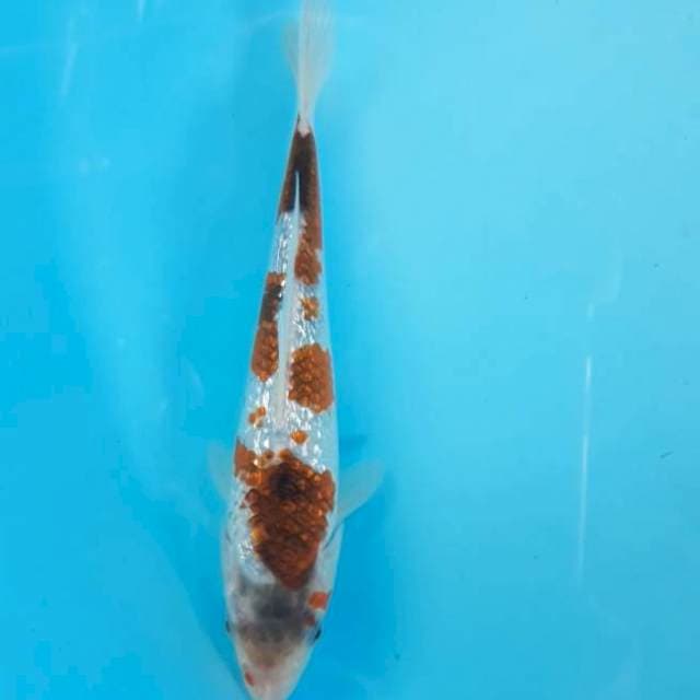 Goromo Ginrin 20cm