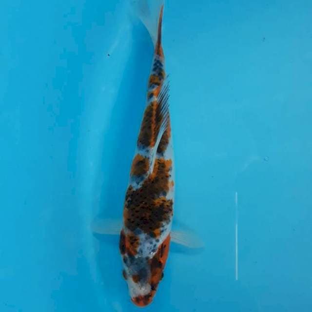 Kage Showa 22cm