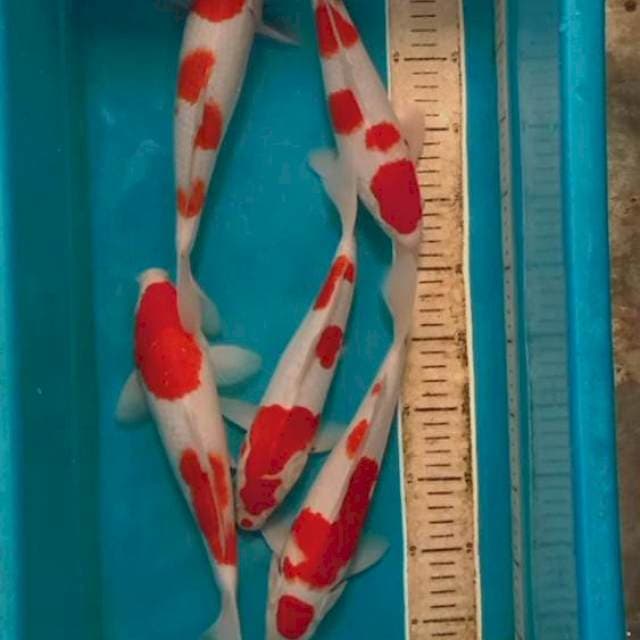 Kohaku