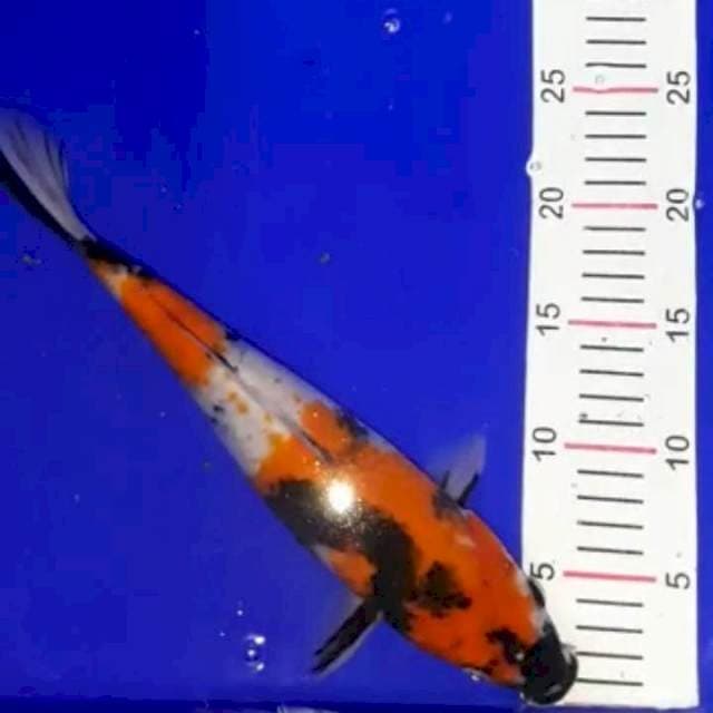 Showa 30 cm