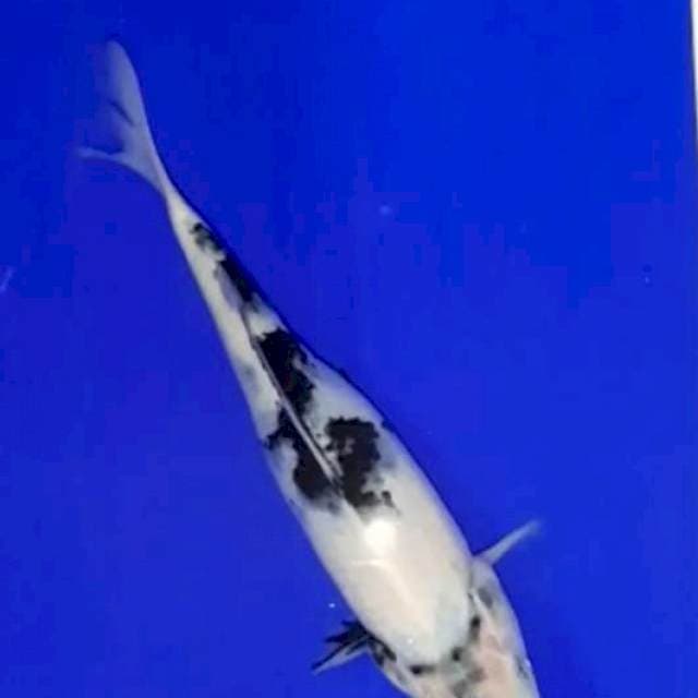 Showa shiro 25 cm