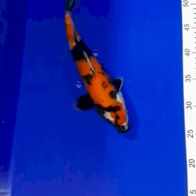 Showa 29 cm