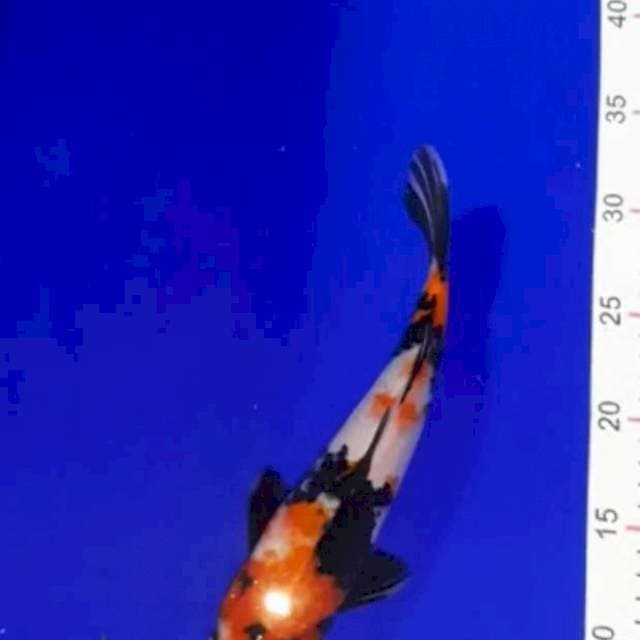 Showa 27 cm