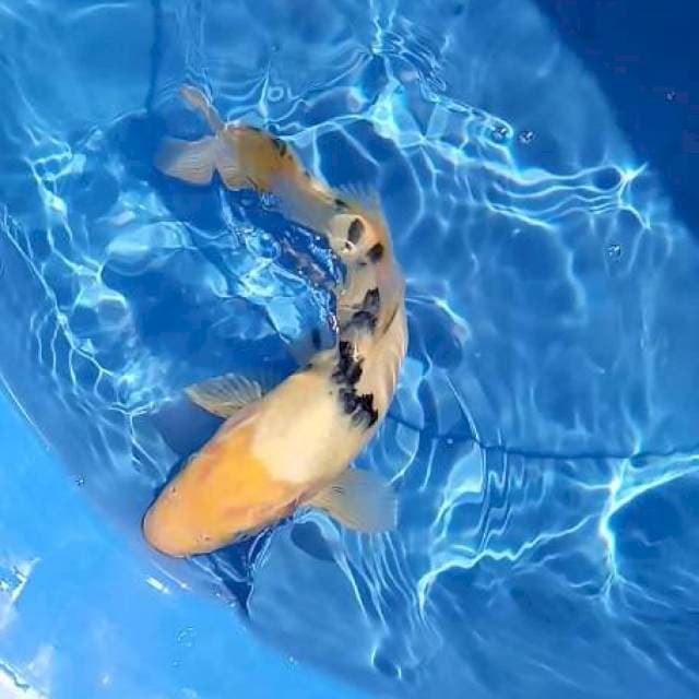 Bekko F1
