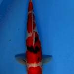 Sanke 41cm