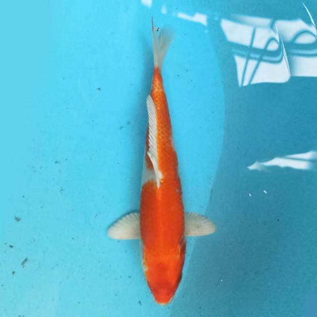 Kohaku 22 cm