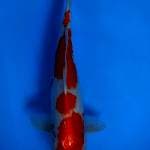 Kohaku 45cm