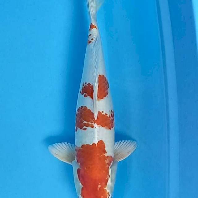 Kohaku hikari 39cm