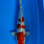 Kohaku hikari 39cm