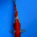 Kohaku 39cm