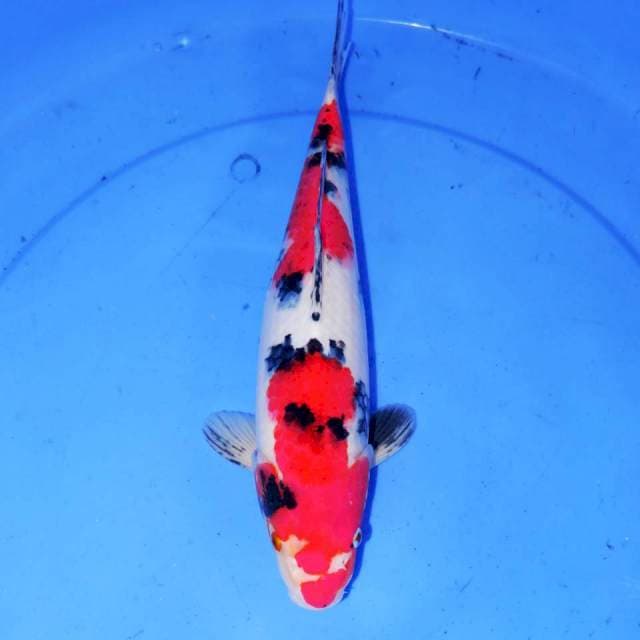 32cm SANDAN SANKE