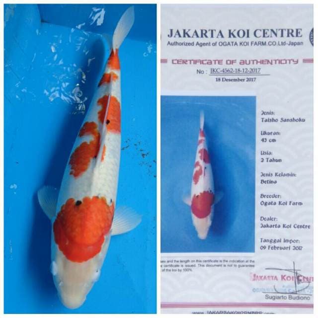 Ogata Jumbo Female Sanke