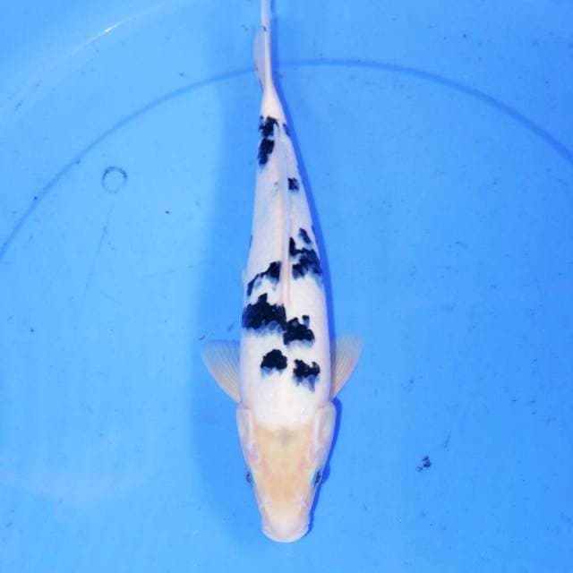 30cm DALMATION BEKO