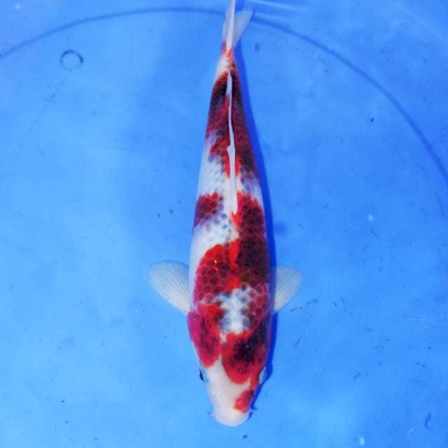 31cm SUMI KOROMO