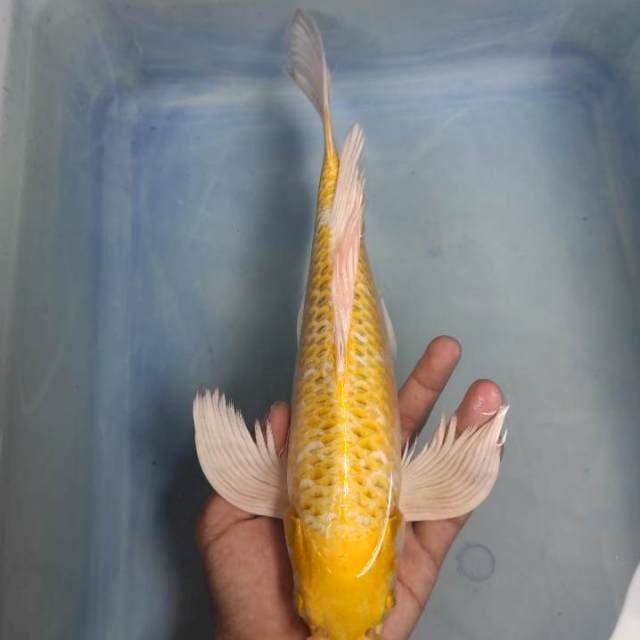 Hariwake Slayer 32cm
