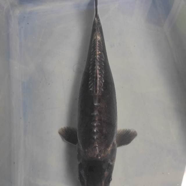 Black Kikkokuryu 35cm