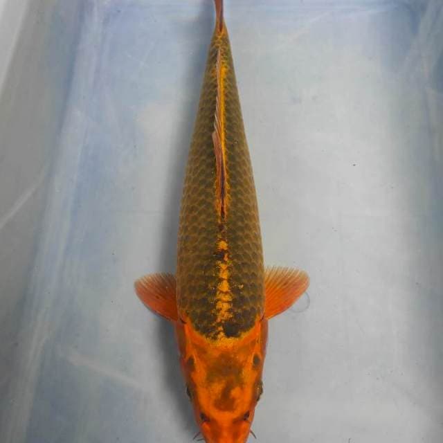 Kin Matsuba 36cm
