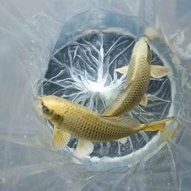 Mukasi gold good fukurin 30-34cm