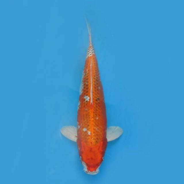 Jumbo kujaku f1 ,, nisai 