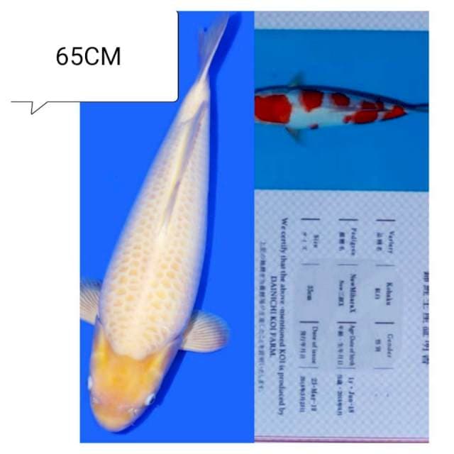 KOHAKU DAINICY FARM