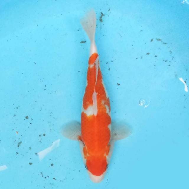 Kohaku 27 cm