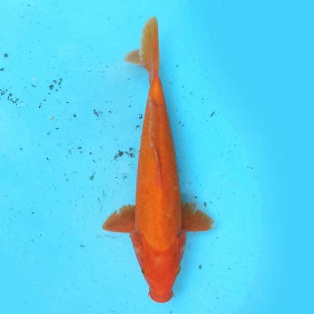 Benigoi 28 cm