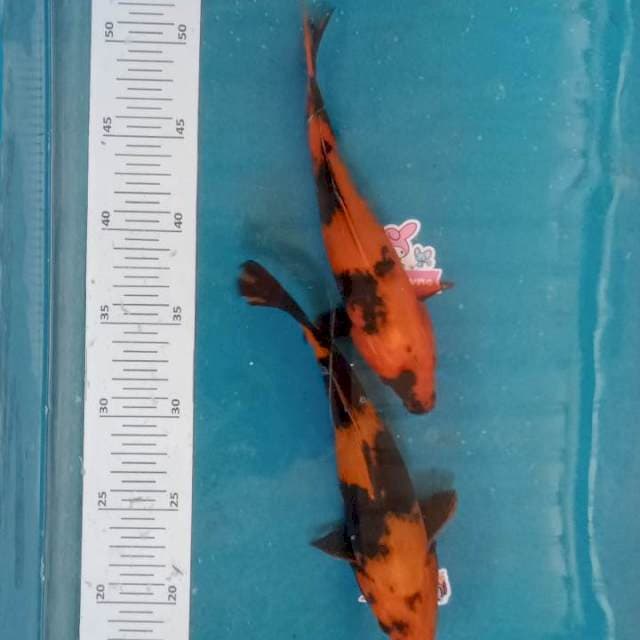 Paket utsuri 2ekor