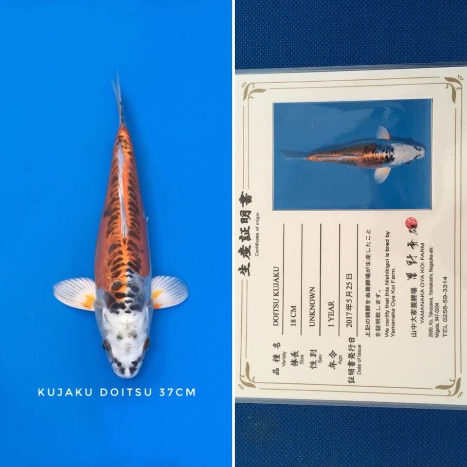 kujaku doitsu oya 37cm