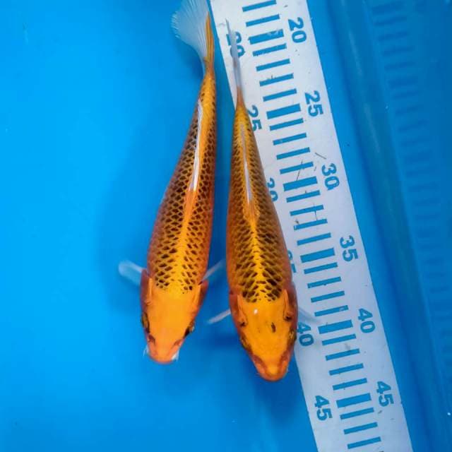 2 MATsuba kojaku 24cm