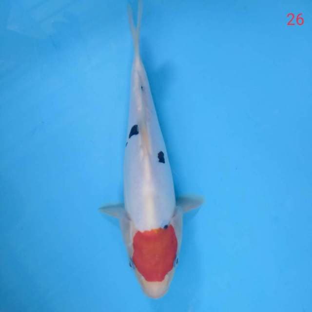 Tc sanke 26cm Ori