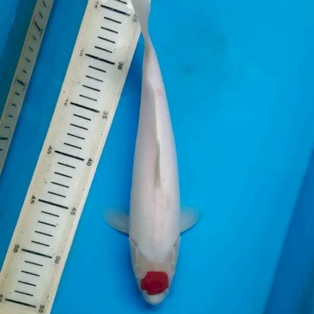 Tancho Kohaku 29cm