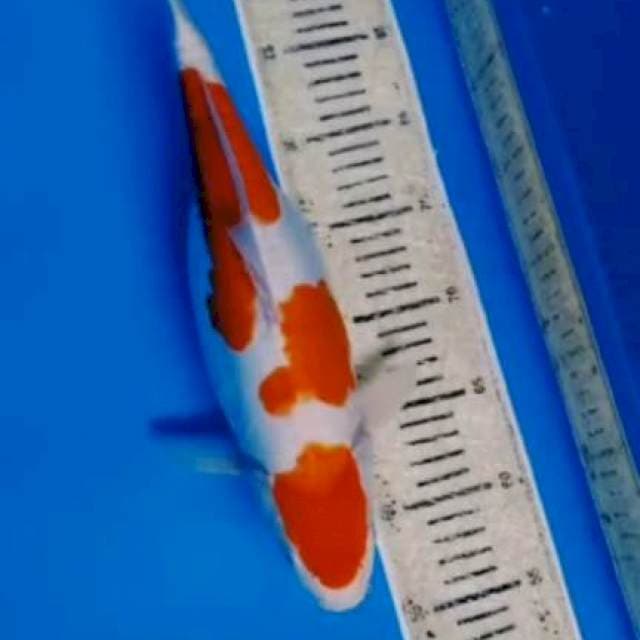 Kohaku doid 36cm