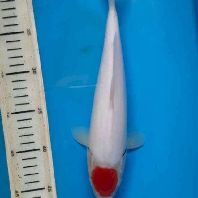 #2 Tancho Kohaku 29cm