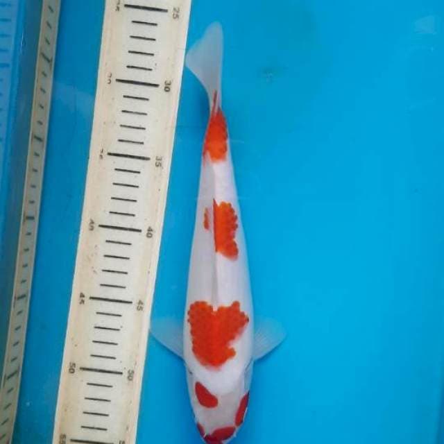 Kohaku cuplikan piring 27cm