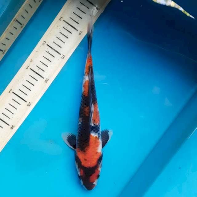 Showa tulen 27cm